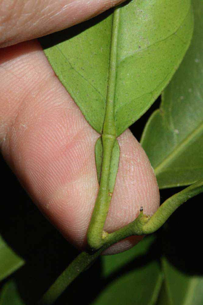              Petiole (Riverside, CA)       